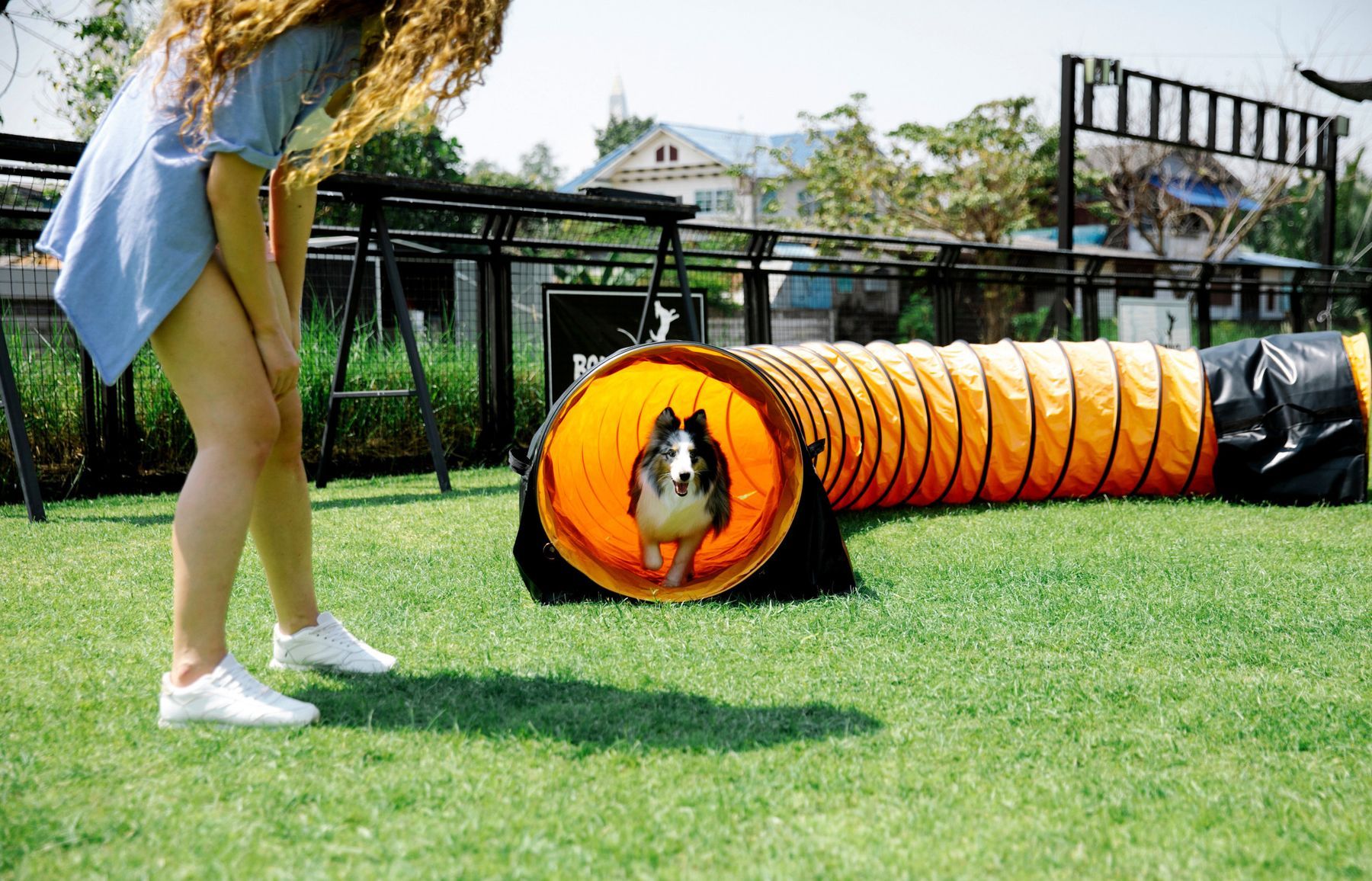 Ein Hund läuft durch einen orangefarbenen Agility-Tunnel auf einer Rasenfläche