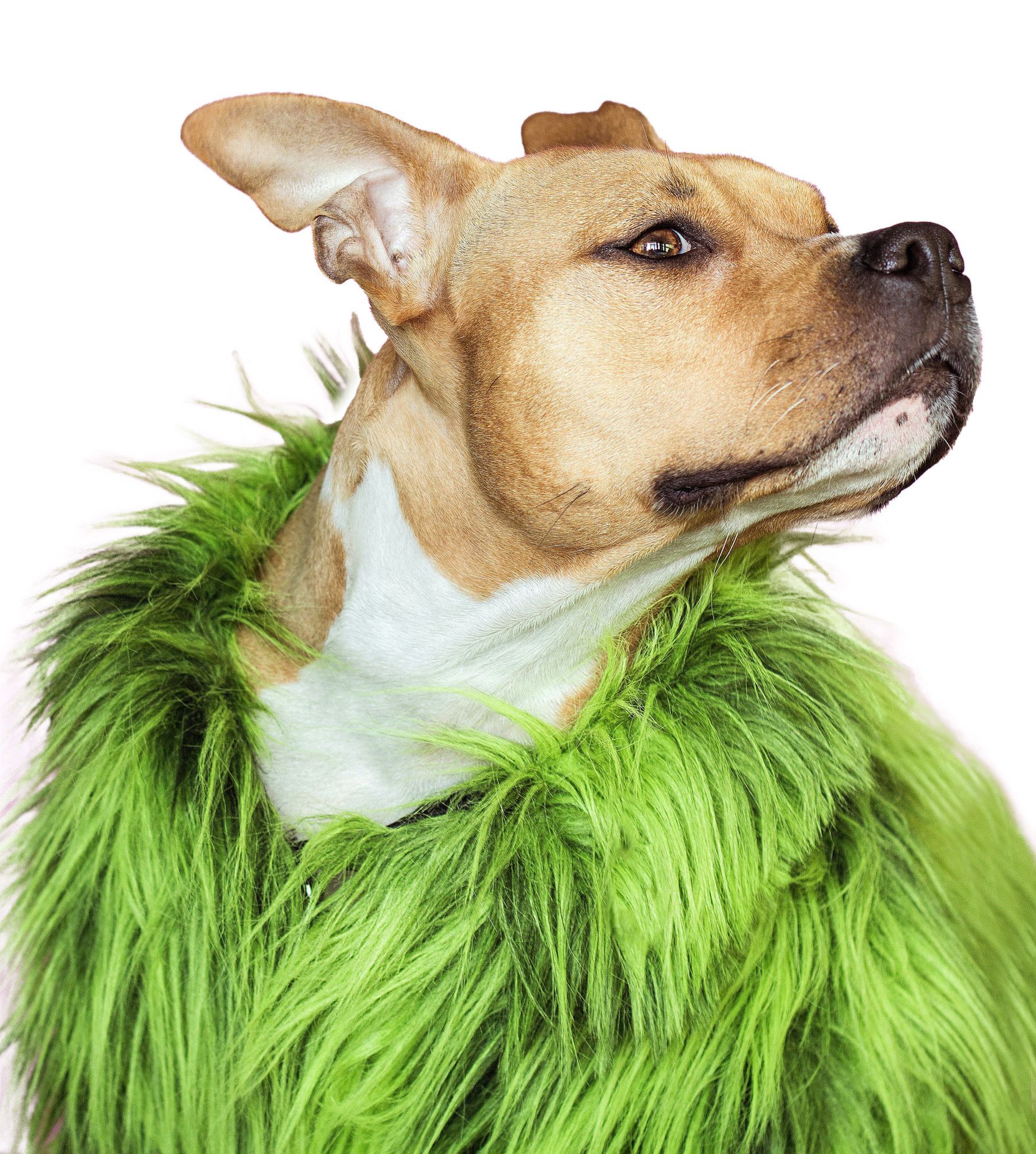 Hundekopf im Profil mit einem grünen Kragen aus Kunstrasenfasern