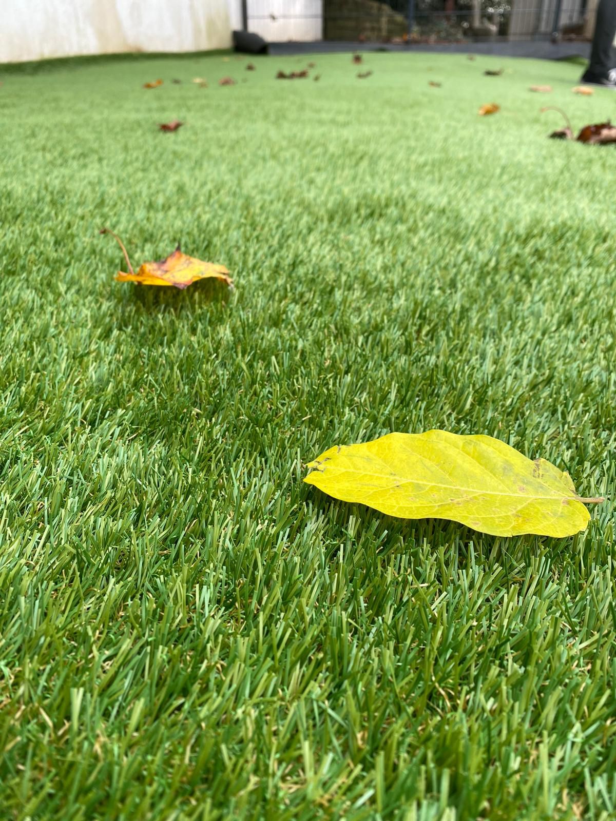 Zwei herbstliche Blätter liegen auf einer frisch verlegten Kunstrasenfläche