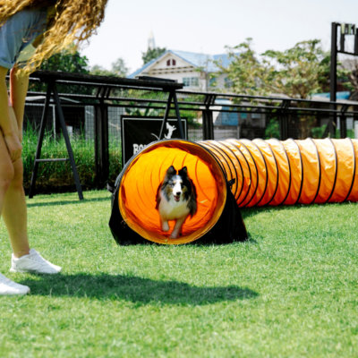 Kunstrasen Hund Garten Rasenteppich Hunde Geeignet